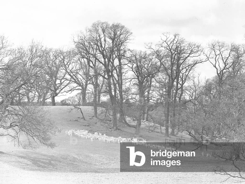 A view of deer roaming on parkland at Holker Hall, 1930s-60s (b/w photo)