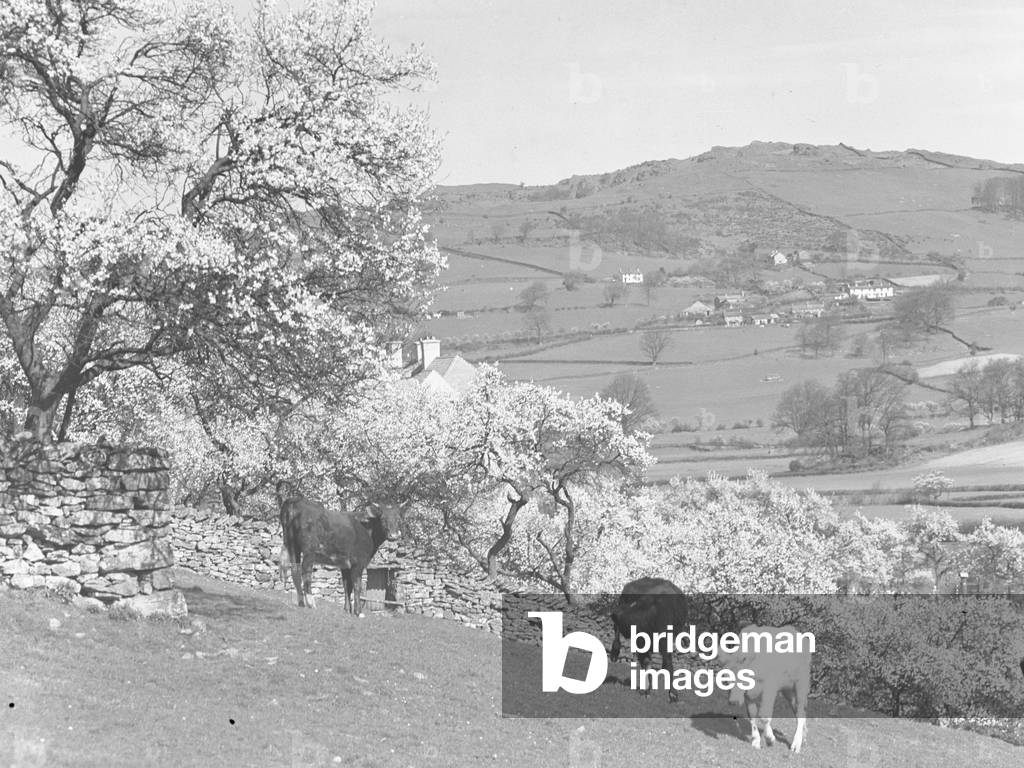 A view of cattle on a hillside with blossom trees, farmland and buildings behind them, 1930s-60s (b/w photo)