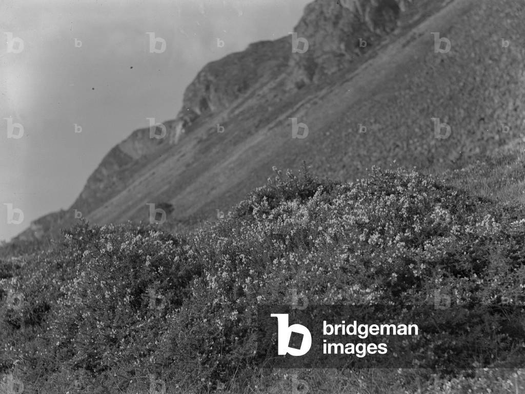 View of what appears to be a hillside with shrubbery in flower, 1930s-60s (b/w photo)