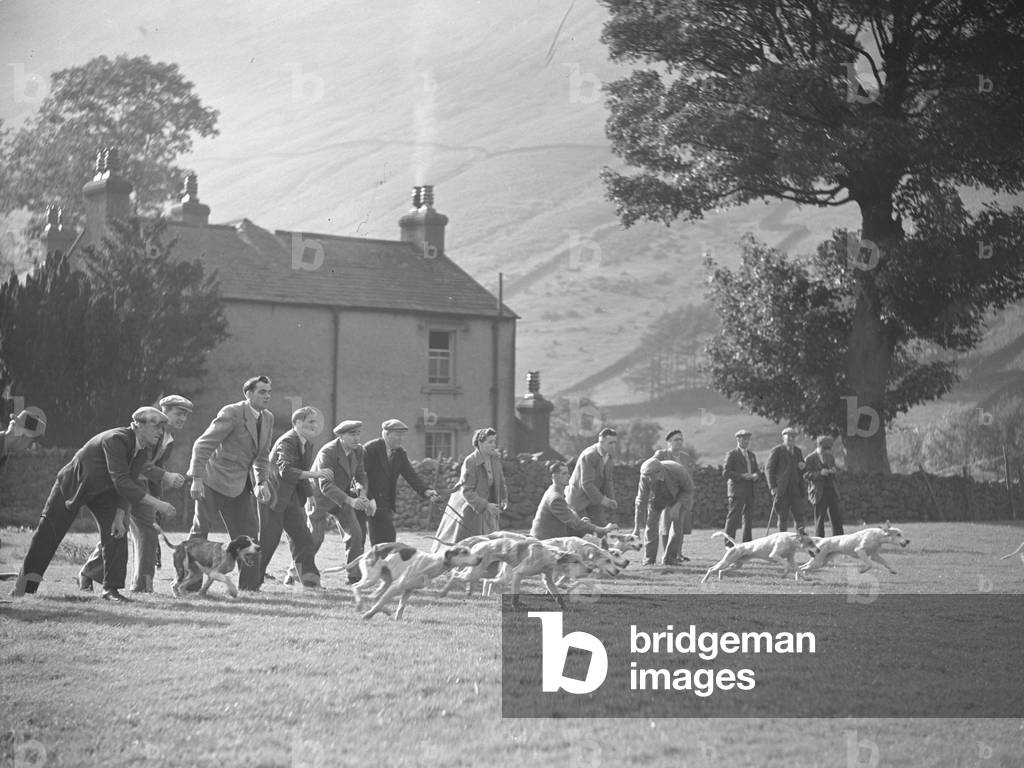 Hounds setting off from start with line of handlers releasing them, 1930s-60s (b/w photo)