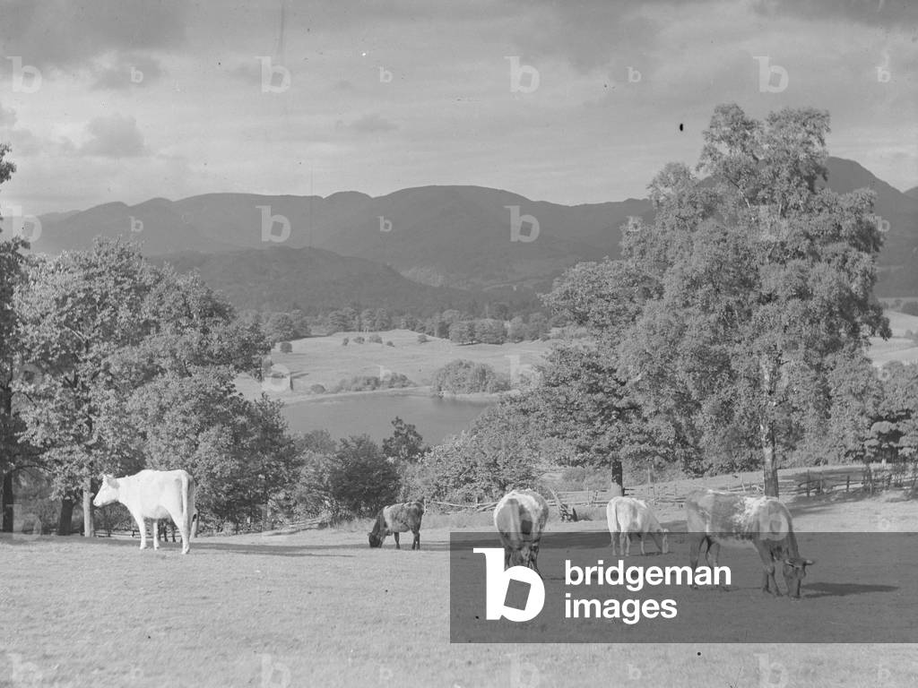 Cattle grazing in a field with a lake and fells in the background, 1930s-60s (b/w photo)