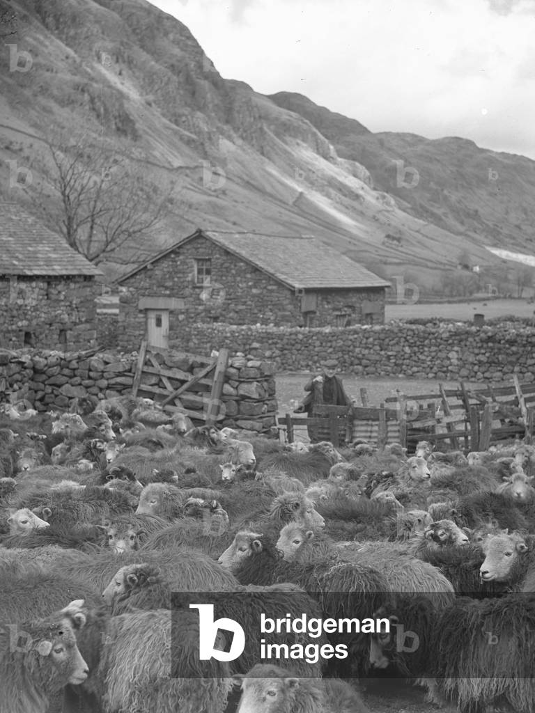 Flock of sheep in a farmyard in the Langdales, 1930s-60s (b/w photo)