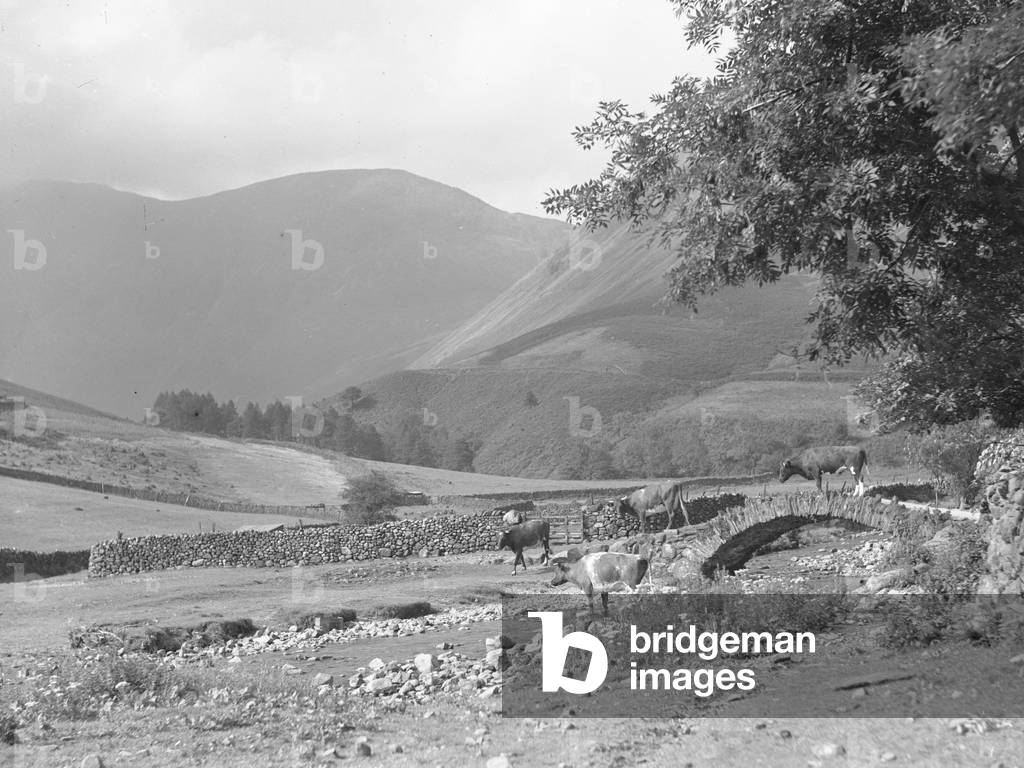View of cattle crossing a stream over a dry stone bridge, fells in background, 1930s-60s (b/w photo)