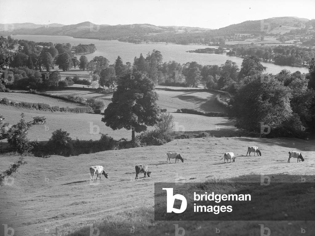 A view of cattle grazing on pasture on a hillside, in the background is farmland, woodland and a lake, 1930s-60s (b/w photo)