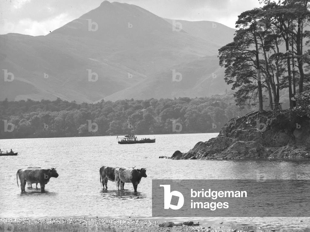 View of cows wading in a lake, and boats on lake, woodland and fells in the background at Keswick, 1930s-60s (b/w photo)