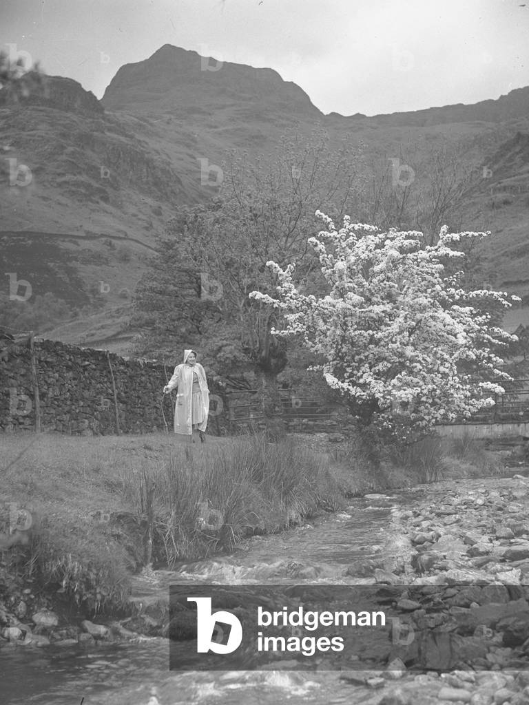 Woman walking next to stream towards camera looking at a blossom tree, 1930s-60s (b/w photo)