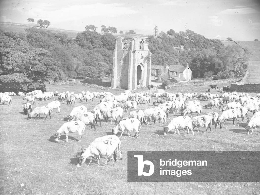 Sheep Grazing in a field in front of Shap Abbey, 1930s-60s (b/w photo)