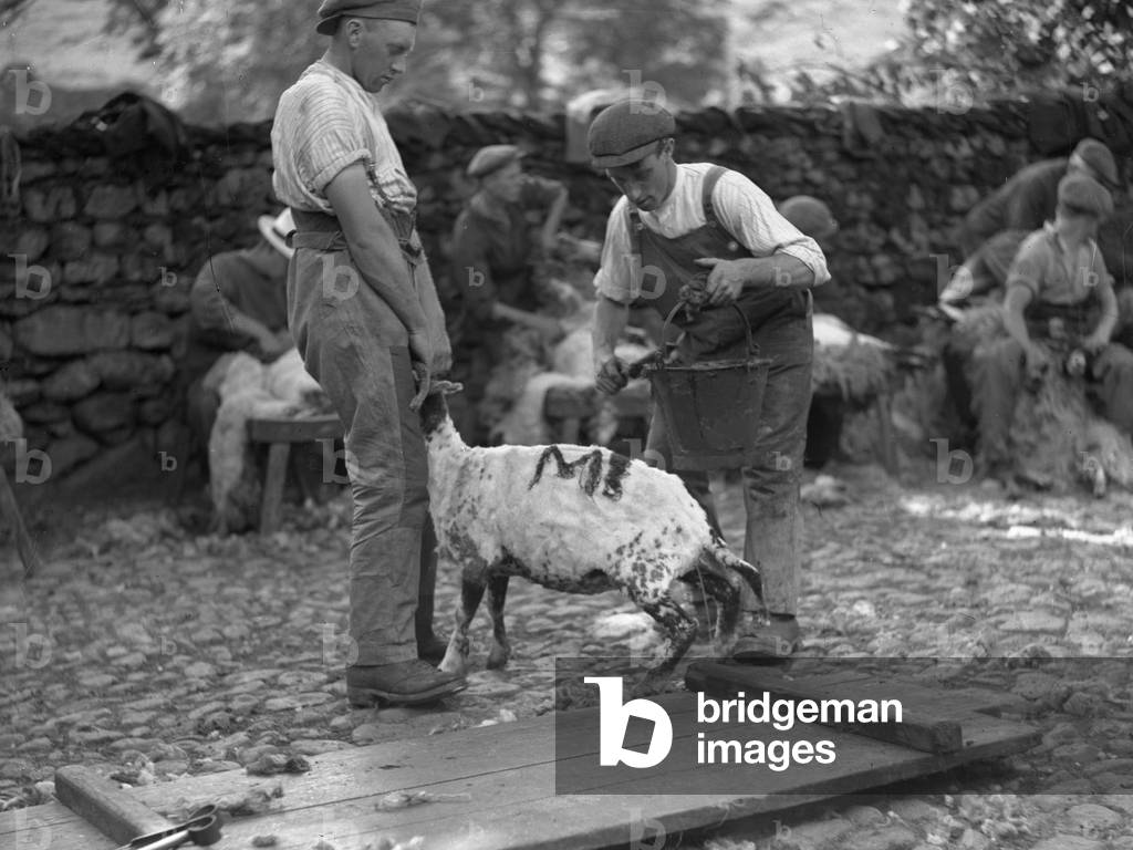 Sheep being marked by farm workers, 1930s-60s (b/w photo)