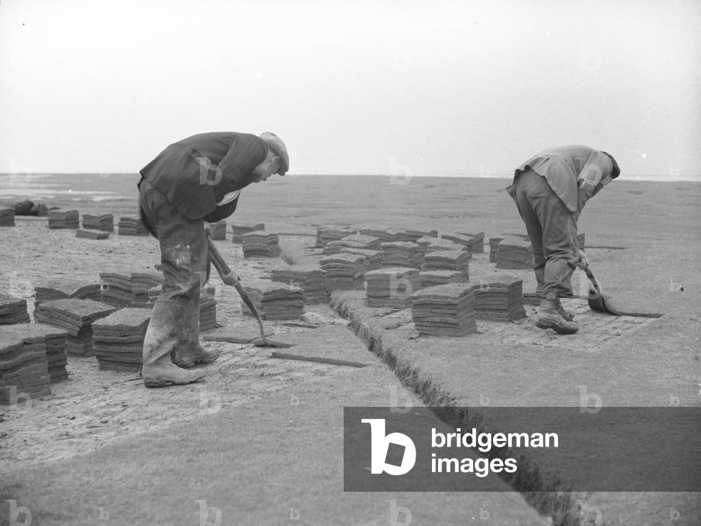 Turf cutters cutting turf, 1930s-60s (b/w photo)