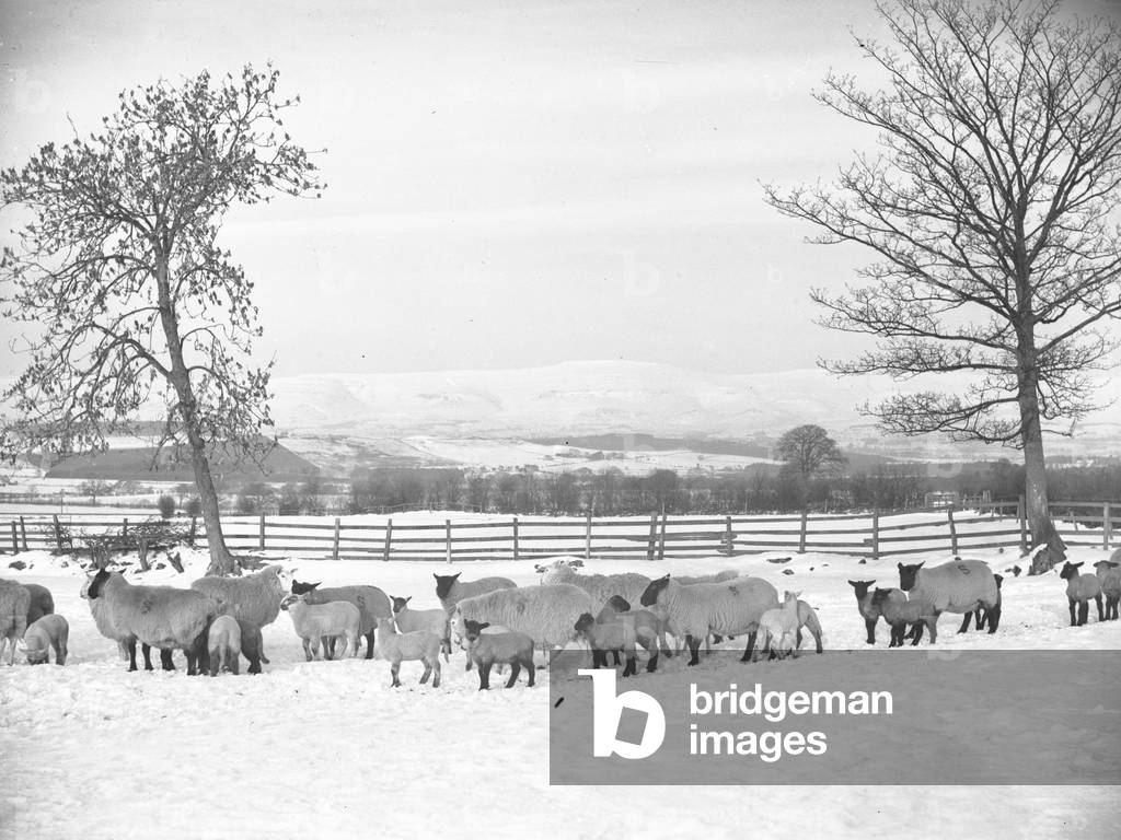 Sheep and lambs out in snow, 1930s-60s (b/w photo)