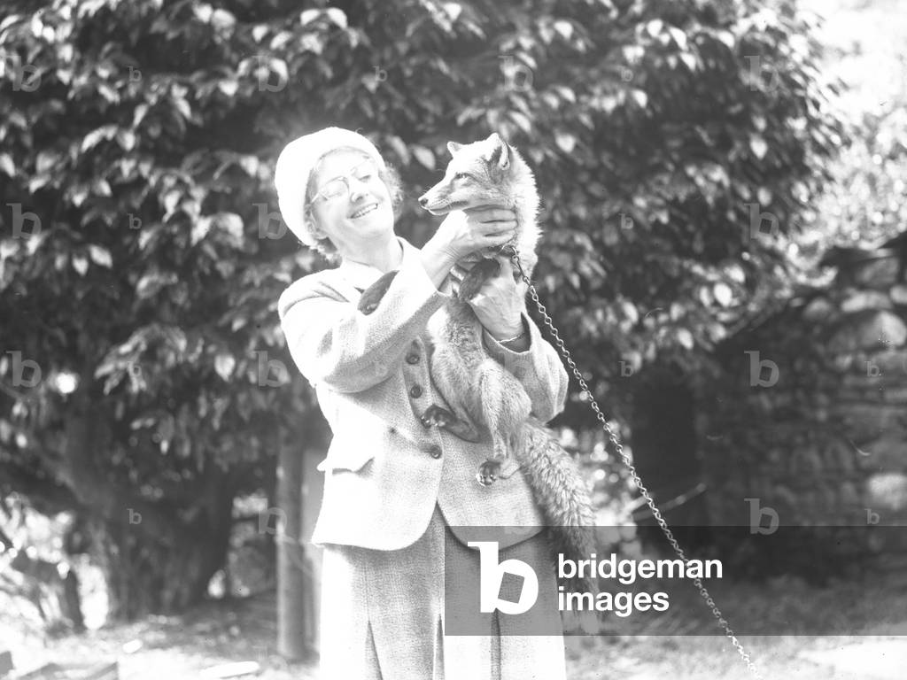 A woman holds the Borrowdale fox up in her arms, the fox has a chain attached to it, 1930s-60s (b/w photo)