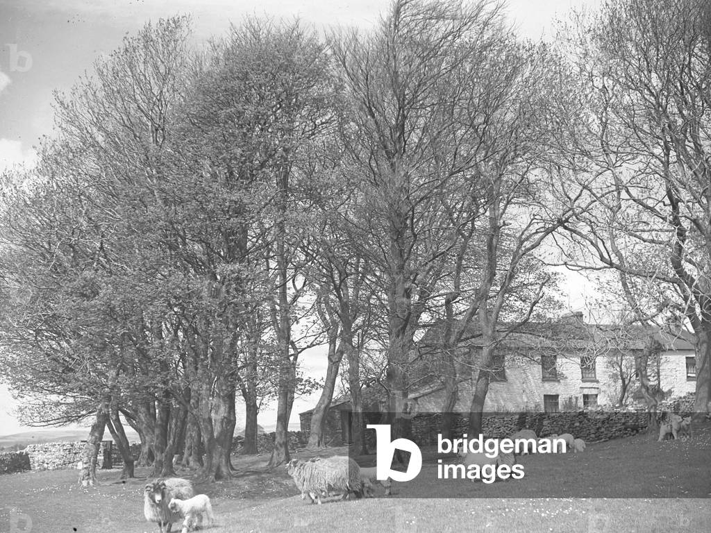 Sheep in field with wooded coppice and house behind, 1930s-60s (b/w photo)