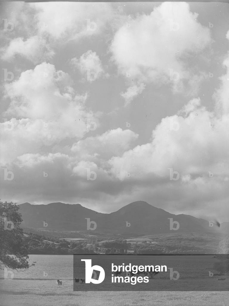 Sheep in a field with Cconiston Water behind and fells in distance, 1930s-60s (b/w photo)