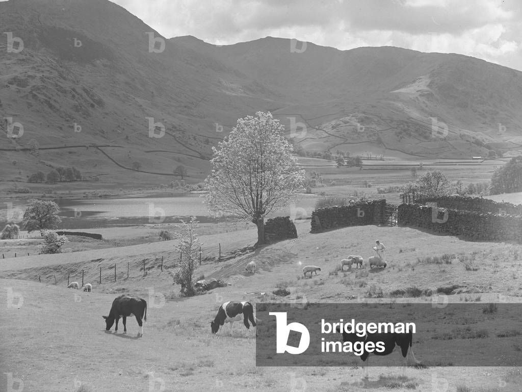 Cows in foreground and shepherdess and two sheep in Little Langdale in background, 1930s-60s (b/w photo)