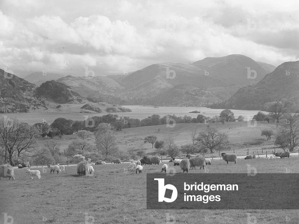 A view of sheep and lambs grazing in a field near to Ullswater lake, fells in the background, 1930s-60s (b/w photo)