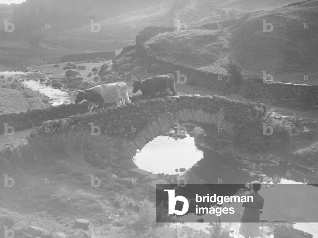 A view of two cows crossing a bridge over a stream, in the foreground is a woman, 1930s-60s (b/w photo)