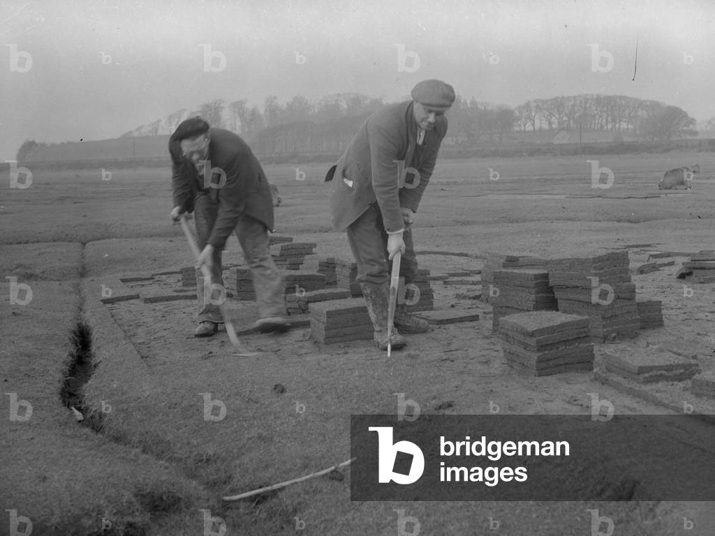 Two men in a field with sheep, cutting turf using spades, 1930s-60s (b/w photo)