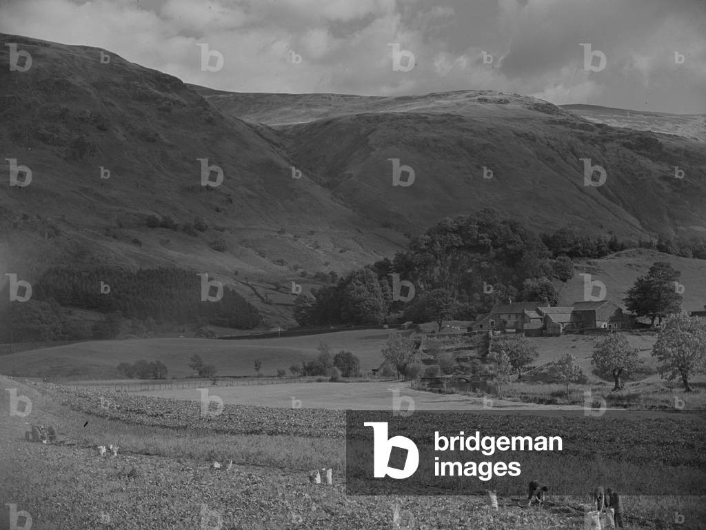 A view of people working in the fields, possibly planting or picking potatoes, fells in the background, 1930s-60s (b/w photo)