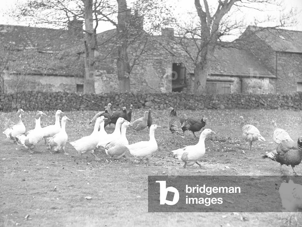 A view of geese and turkeys roaming freely in a field, behind them is a wall and possibly farm buildings, 1930s-60s (b/w photo)