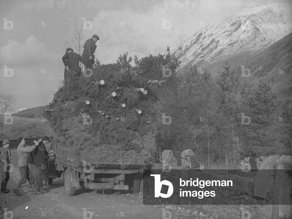 Lorry marked Stephenson Appleby being loaded with conifers, 1930s-60s (b/w photo)
