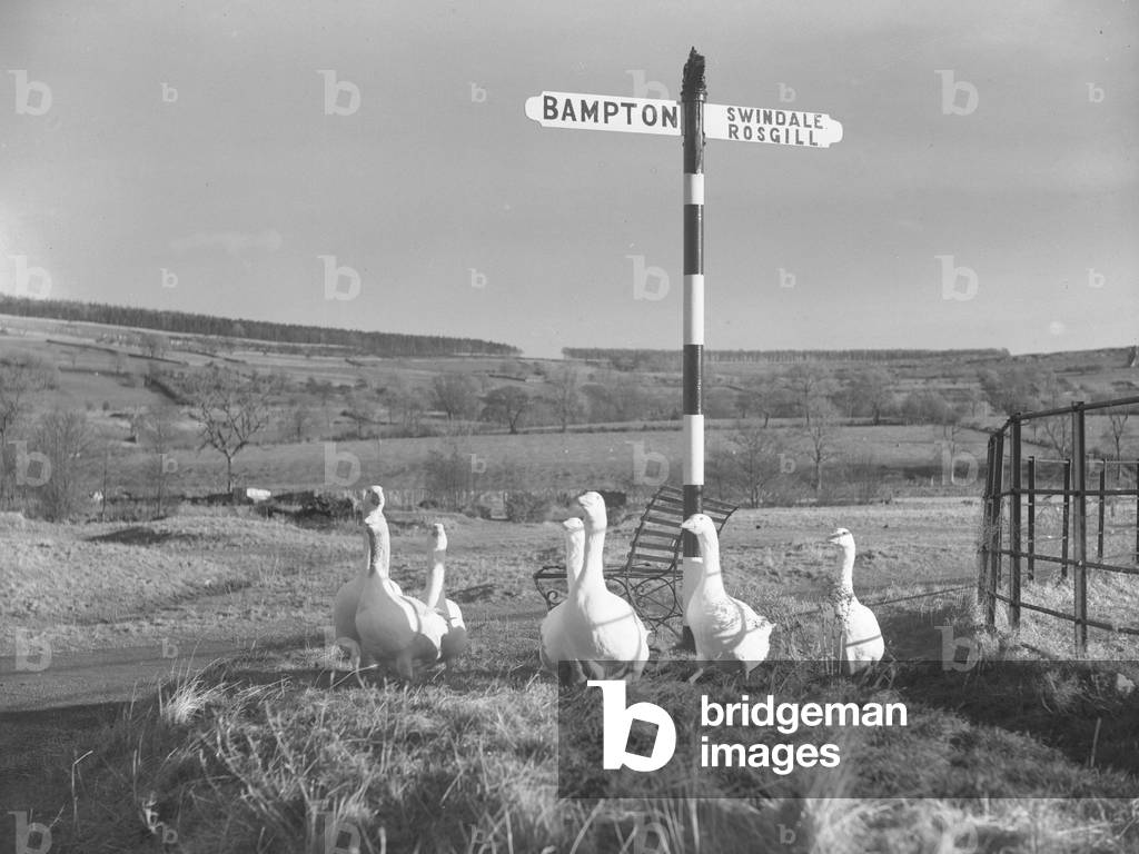 A flock of geese at the side of a road and next to a roadsign that reads 'Brampton' and 'Swindale Rosgill', 1930s-60s (b/w photo)
