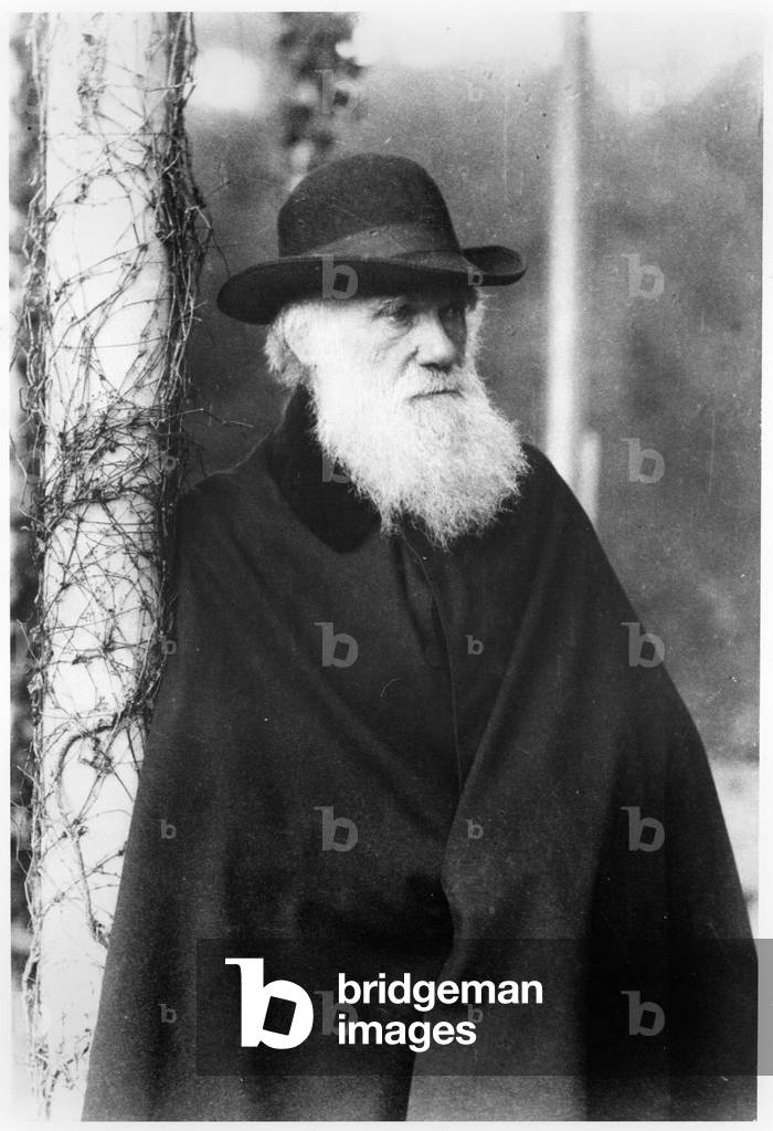 Portrait of Charles Darwin (1809-82) c.1875-80 (b/w photo)