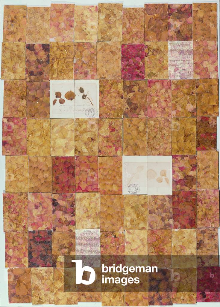 Sentimental Representations: In Memory of my Grandmothers (Part 1 - for Rose Erlich), 1980-81 (rose petals in acrylic, ink & photocopies on 72 boards)