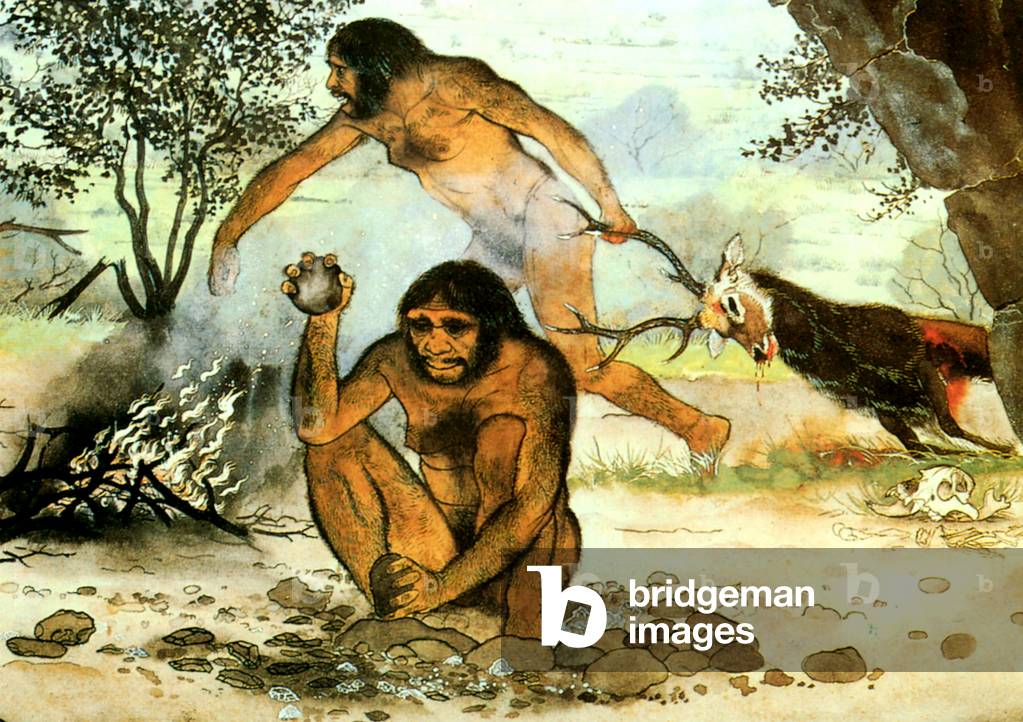 Homo erectus book plate (colour litho)