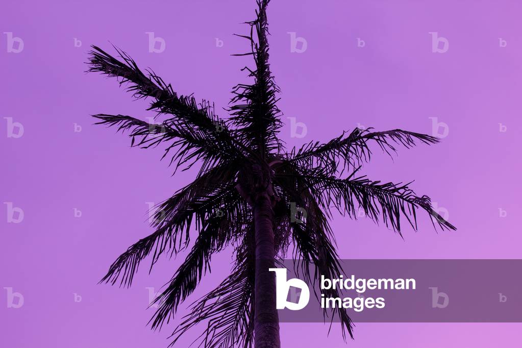Purple Palm, 2015 (photography)