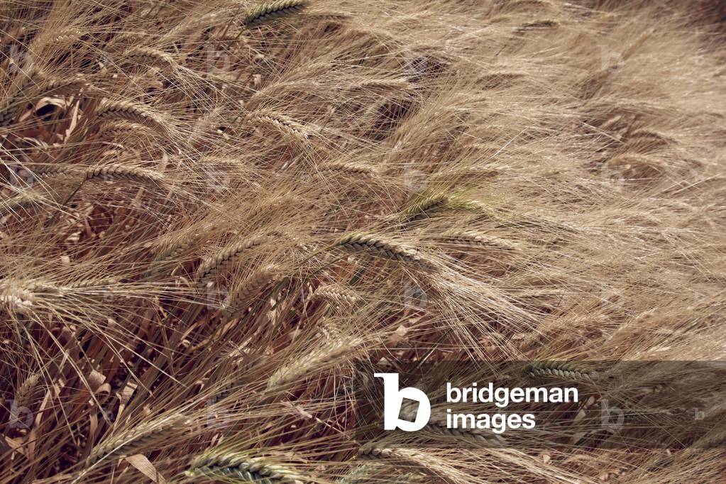 Corn Field #2, 2015 (photography)