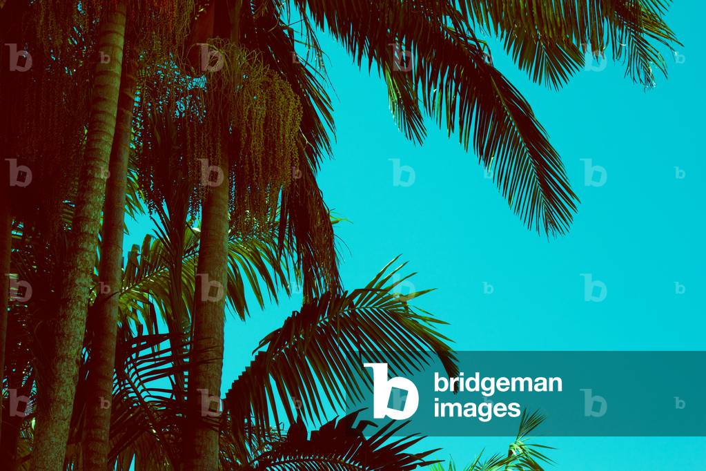 Something Tropical, 2015 (photography)