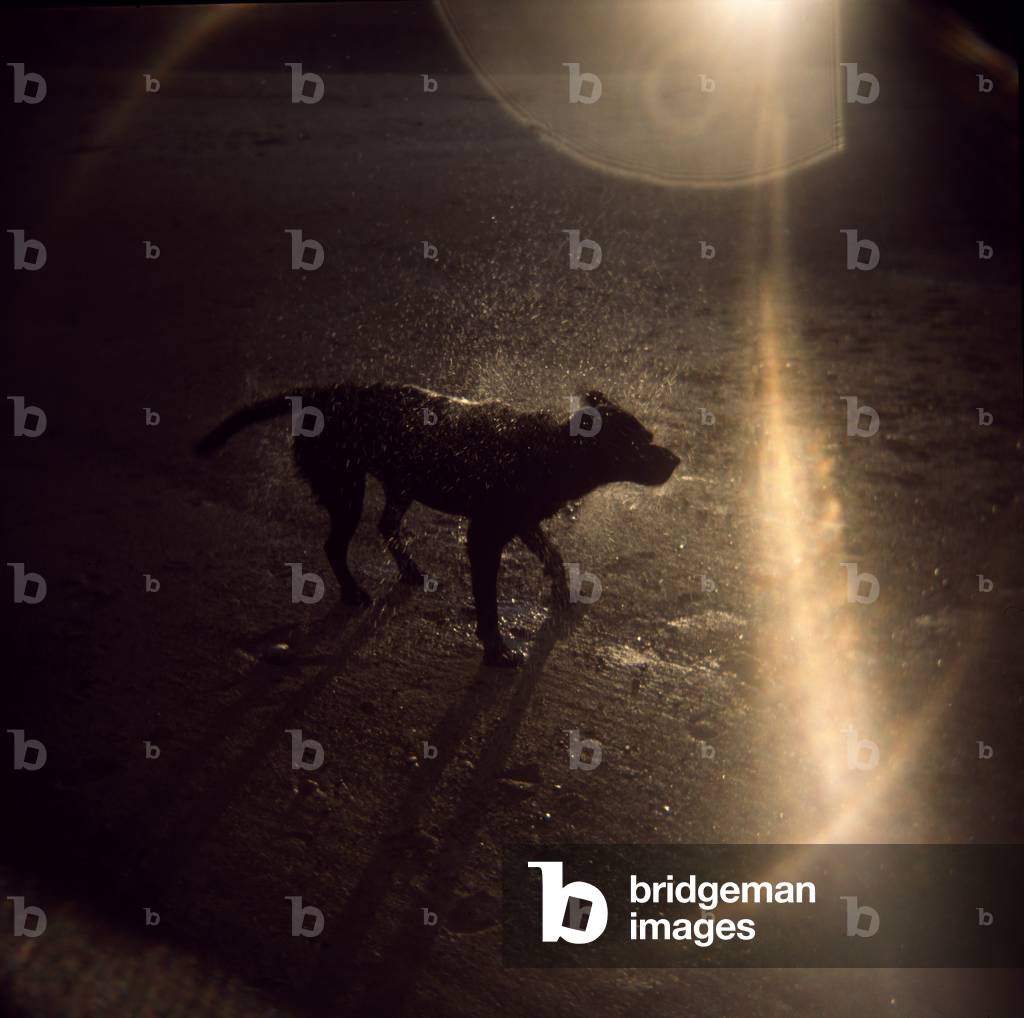 Shake It, 2007 (photography)