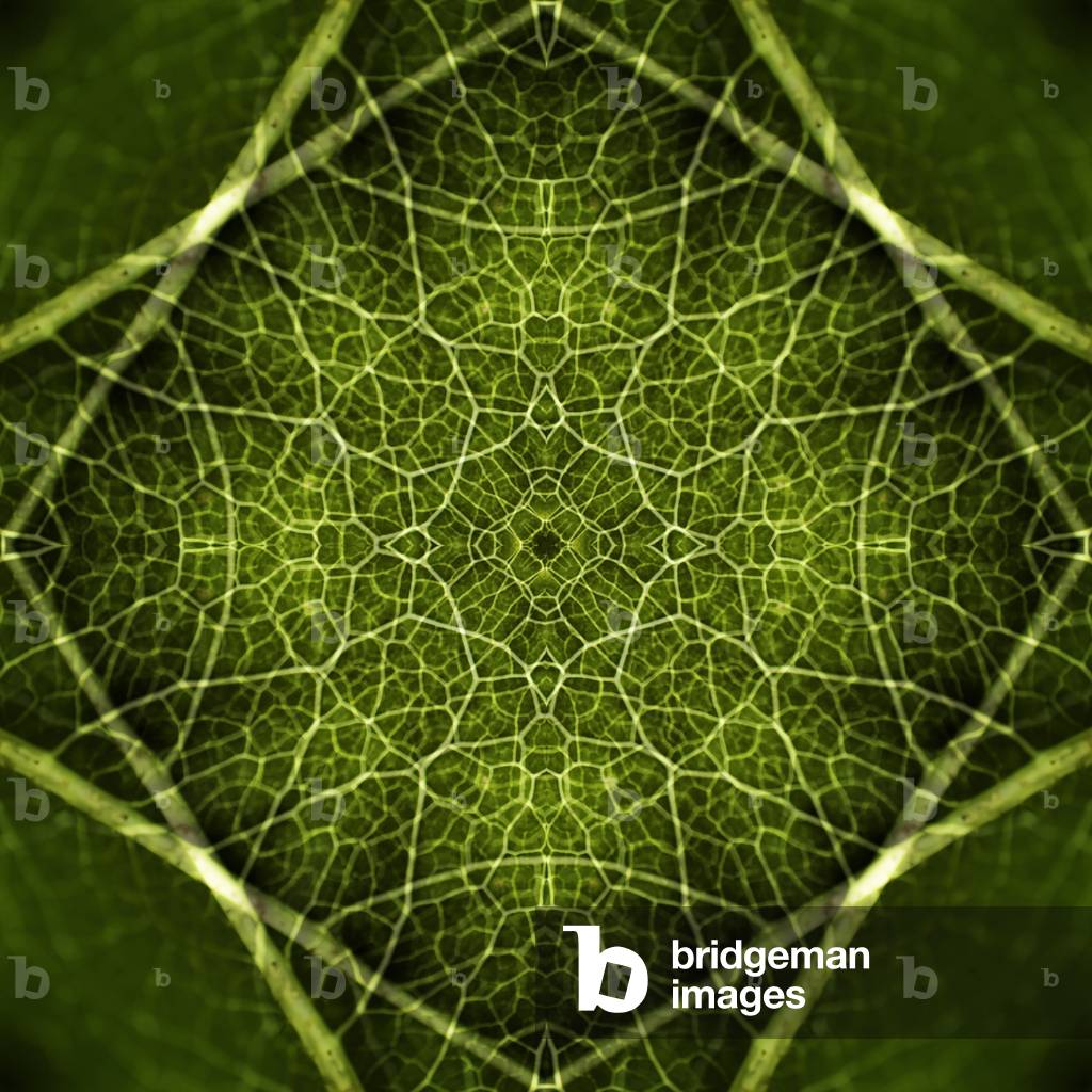 Patterns of Life, 2016 (digital photograph)