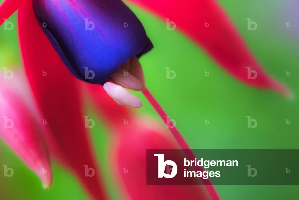 Fuschia,2021,(photograph)