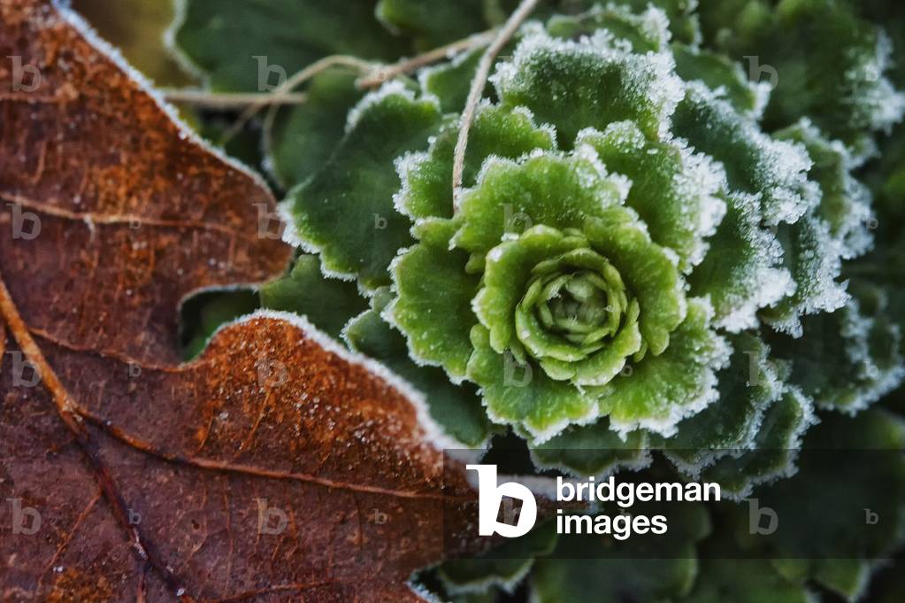 Frosted Lettuce and Leaf, 2020 (digital photograph)