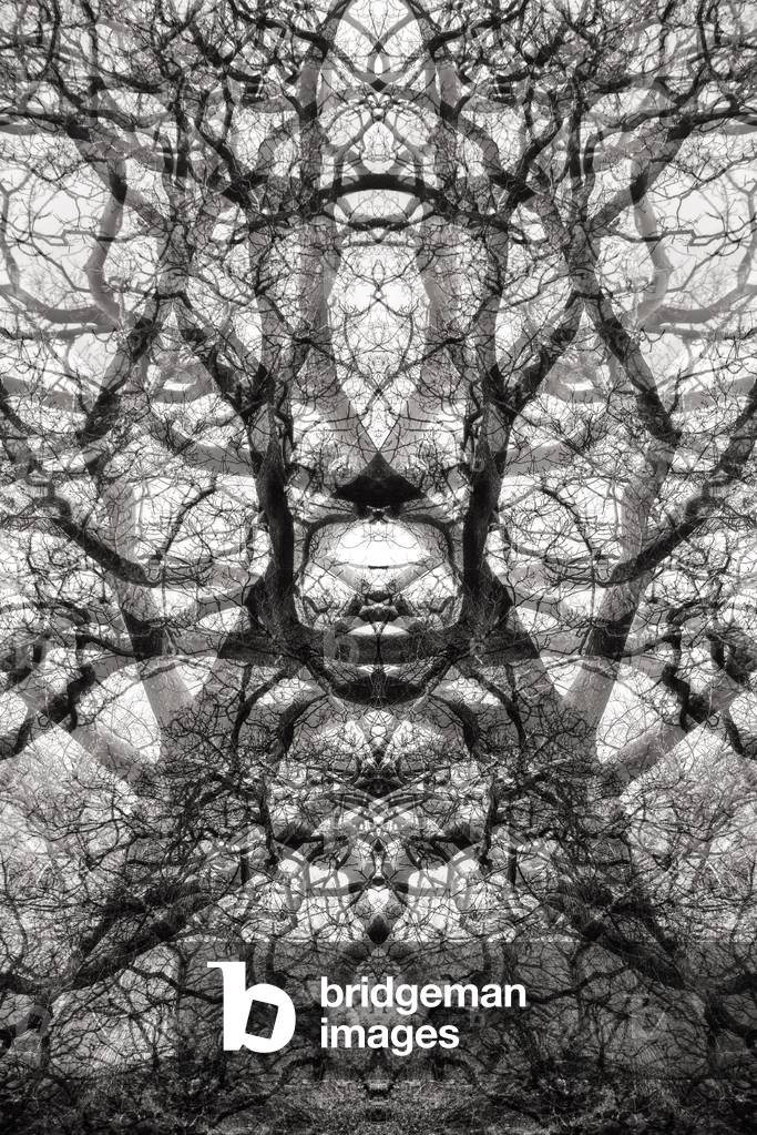 Twisted Tree, 2021 (photograph)