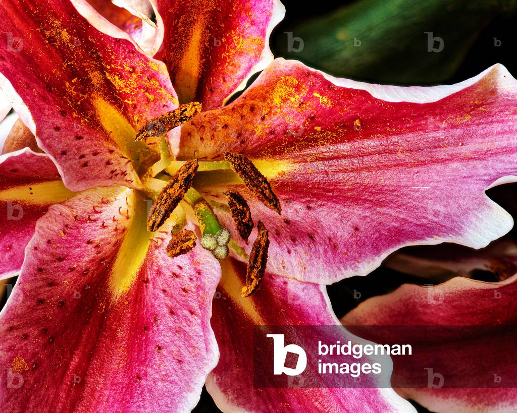Lilly in detail, 2021,(photograph)