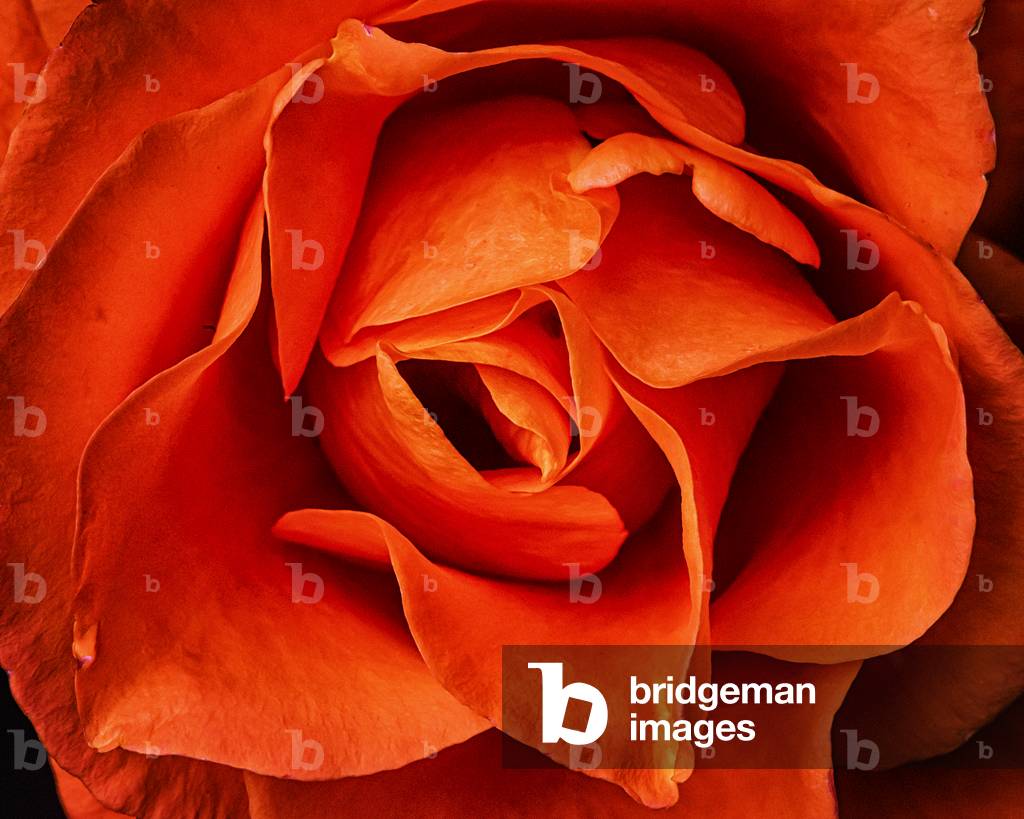 Rose in Orange, 2021,(photograph)