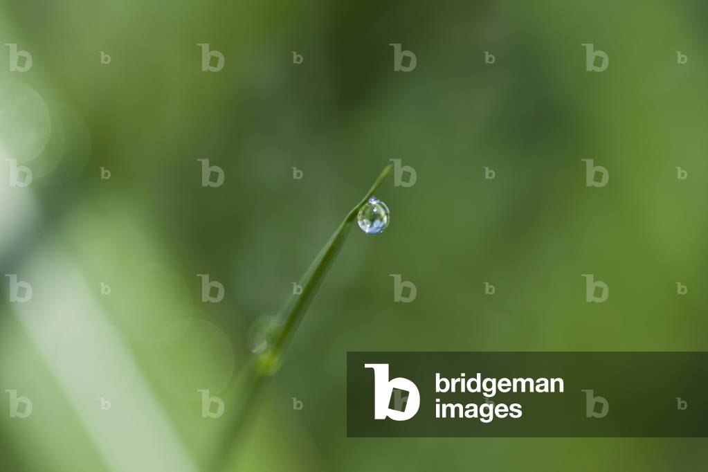 Droplet (photograph)