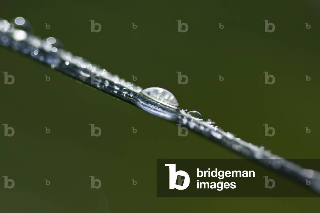Morning Dew (photograph)