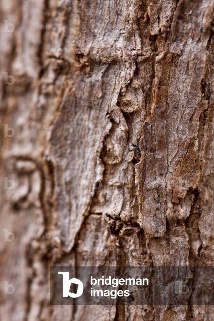 Bark II (photograph)