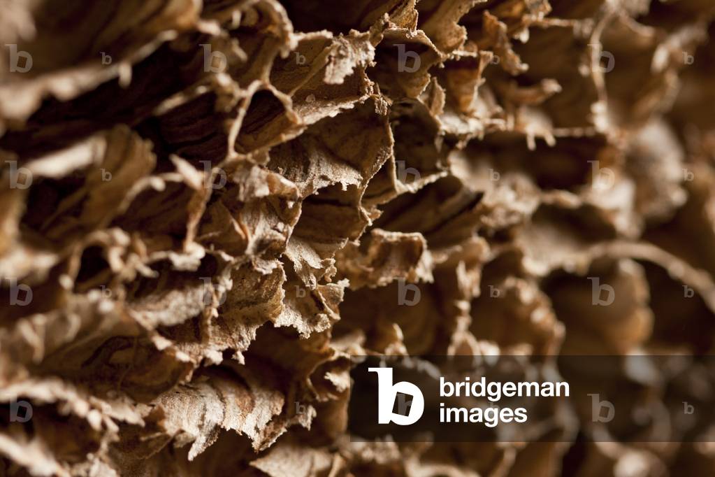 Wasp Nest III (photograph)