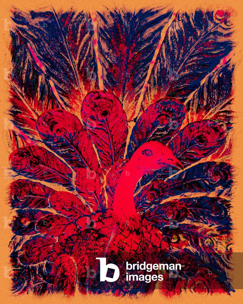 Bahaullah's Golden Peacock, 2016 (photograph)