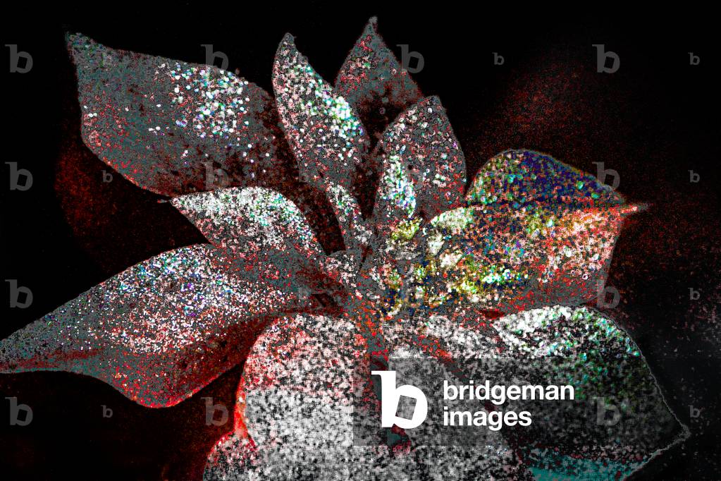 Rainbow Poinsettia for my Darling, 2017 (repainted photograph)