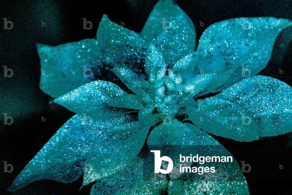 Turquoise Poinsettia for my Darling, 2017 (repainted photograph)