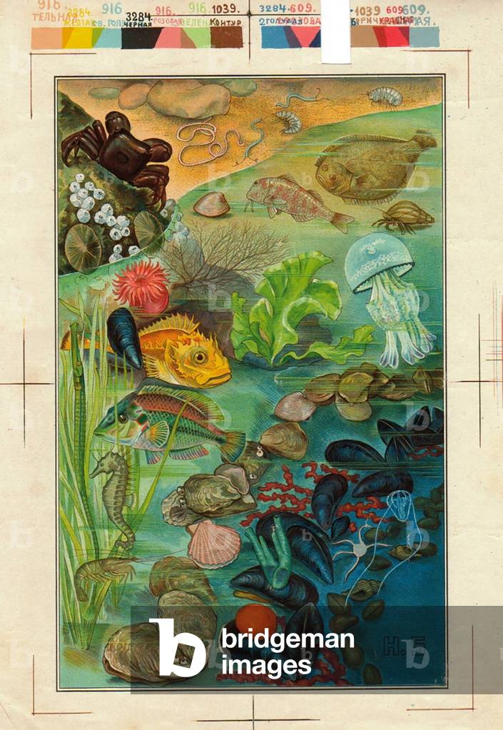 Marine life, 1900s (colour litho)