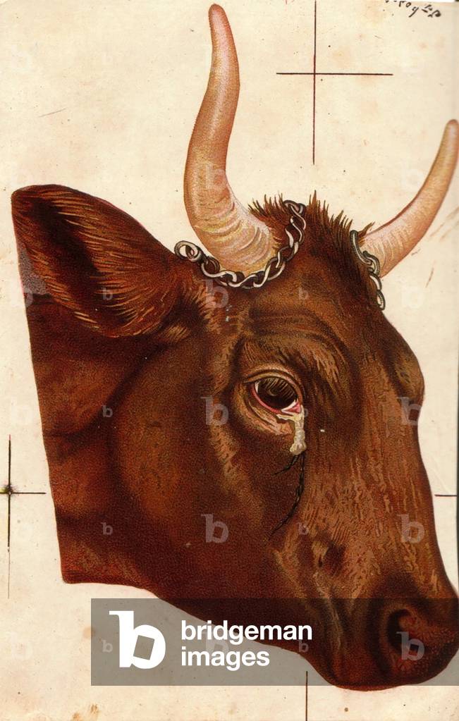 Cow, 1900s (colour litho)