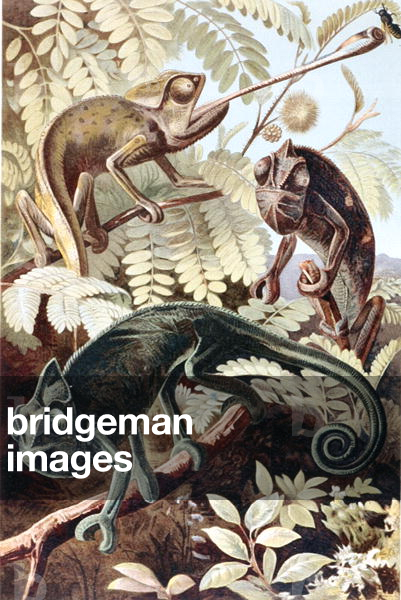 Chameleon, plate from 