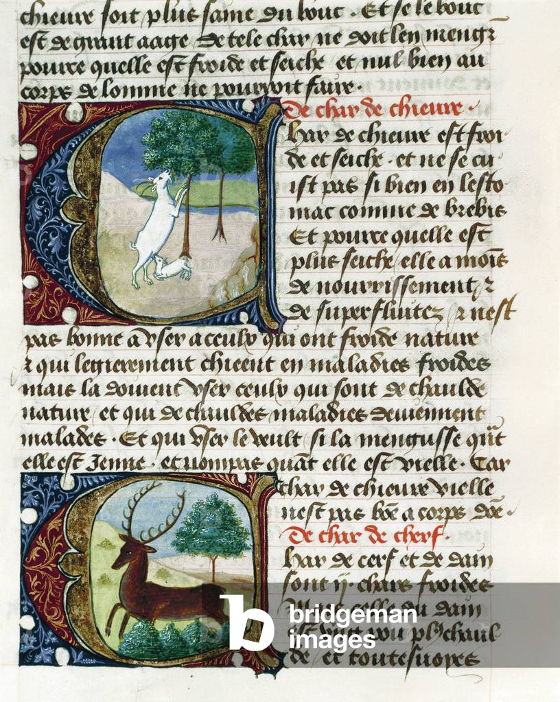 A Goat and a Deer, in "Treatise on Medicine" by Aldebrando da Firenze, Folio 109, 1356 (illuminated manuscript
