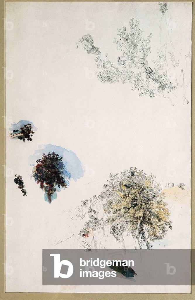 Studi sugli alberi, XIX secolo (olio su tela)